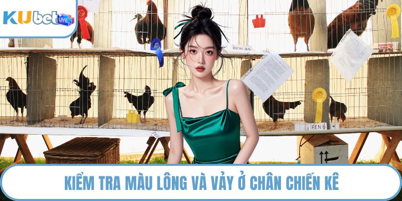 Kiểm tra màu lông và vảy ở chân chiến kê